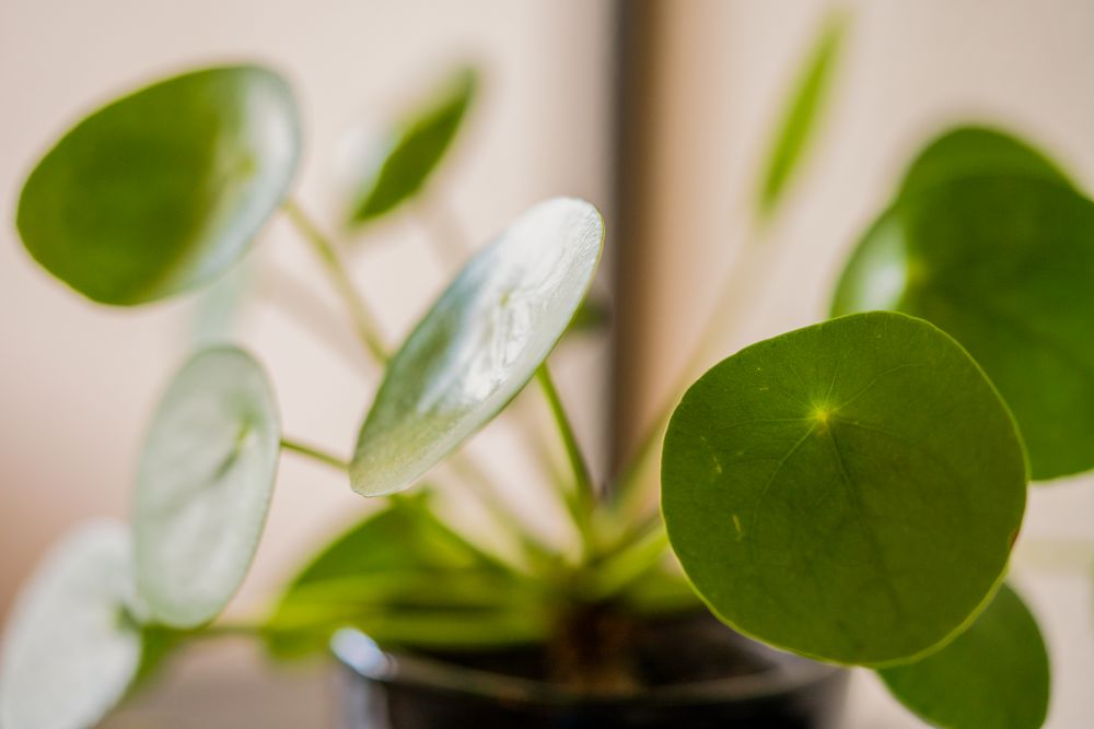Pilea kamerplant als groen sfeeraccent in het massage-atelier
