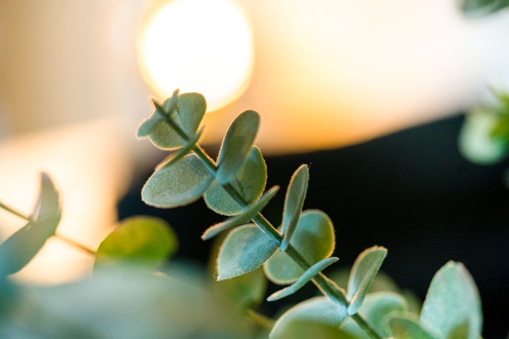 Eucalyptus en warm kaarslicht zorgen voor een rustgevende sfeer tijdens de massage